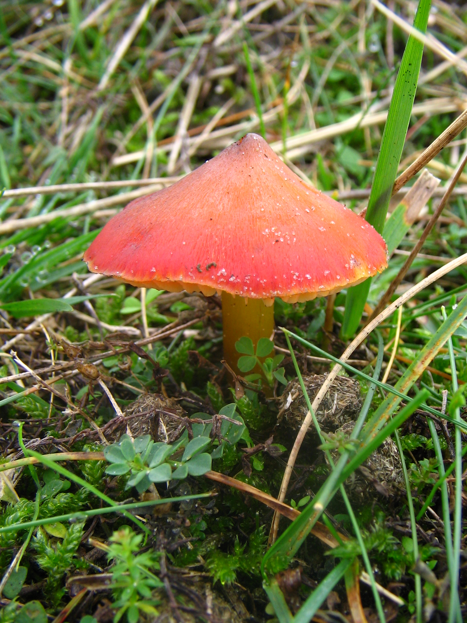 voskovka kuželovitá (Hygrocybe conica)