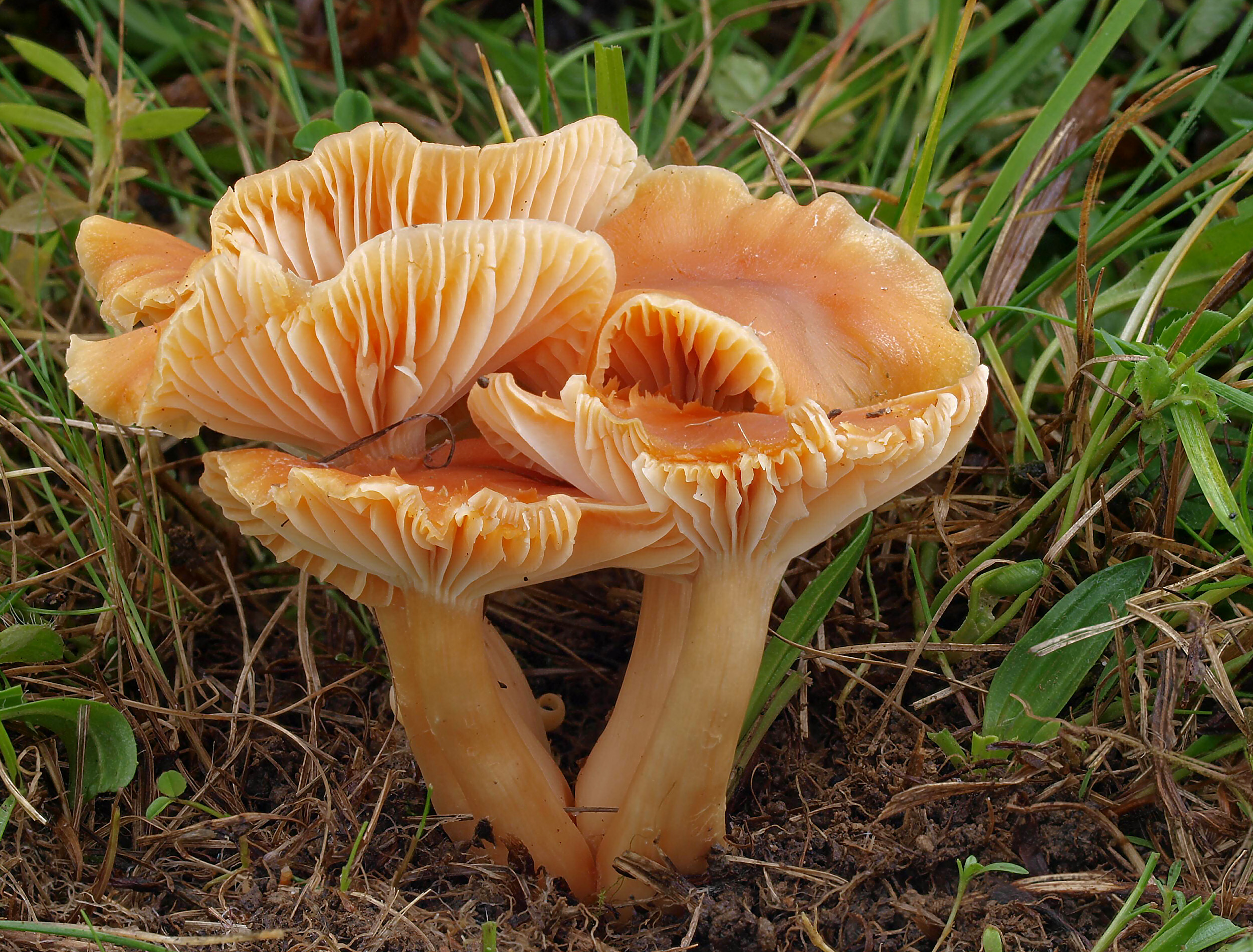 voskovka luční (Cuphophyllus pratensis)