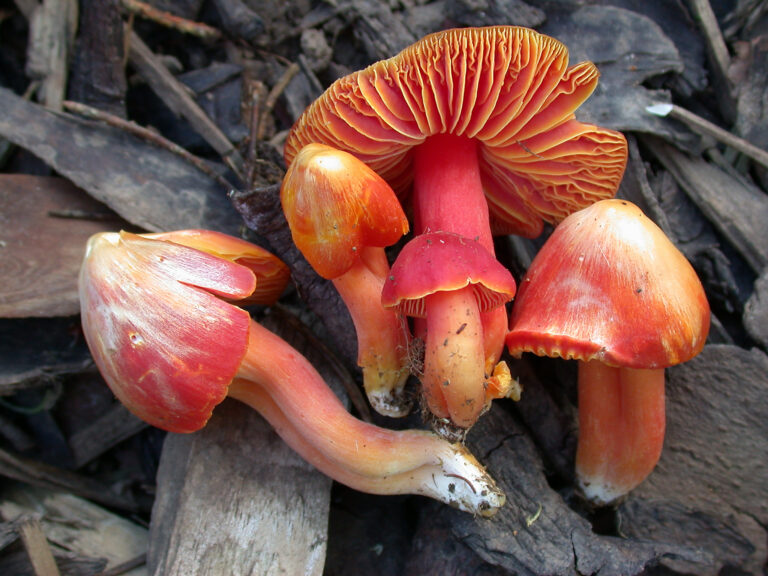 voskovka nádherná (Hygrocybe splendidissima)