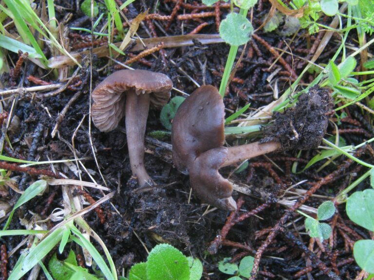 Voskovka ovčí (Neohygrocybe ovina)