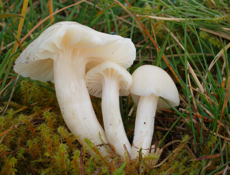 voskovka panenská (Cuphophyllus virgineus)