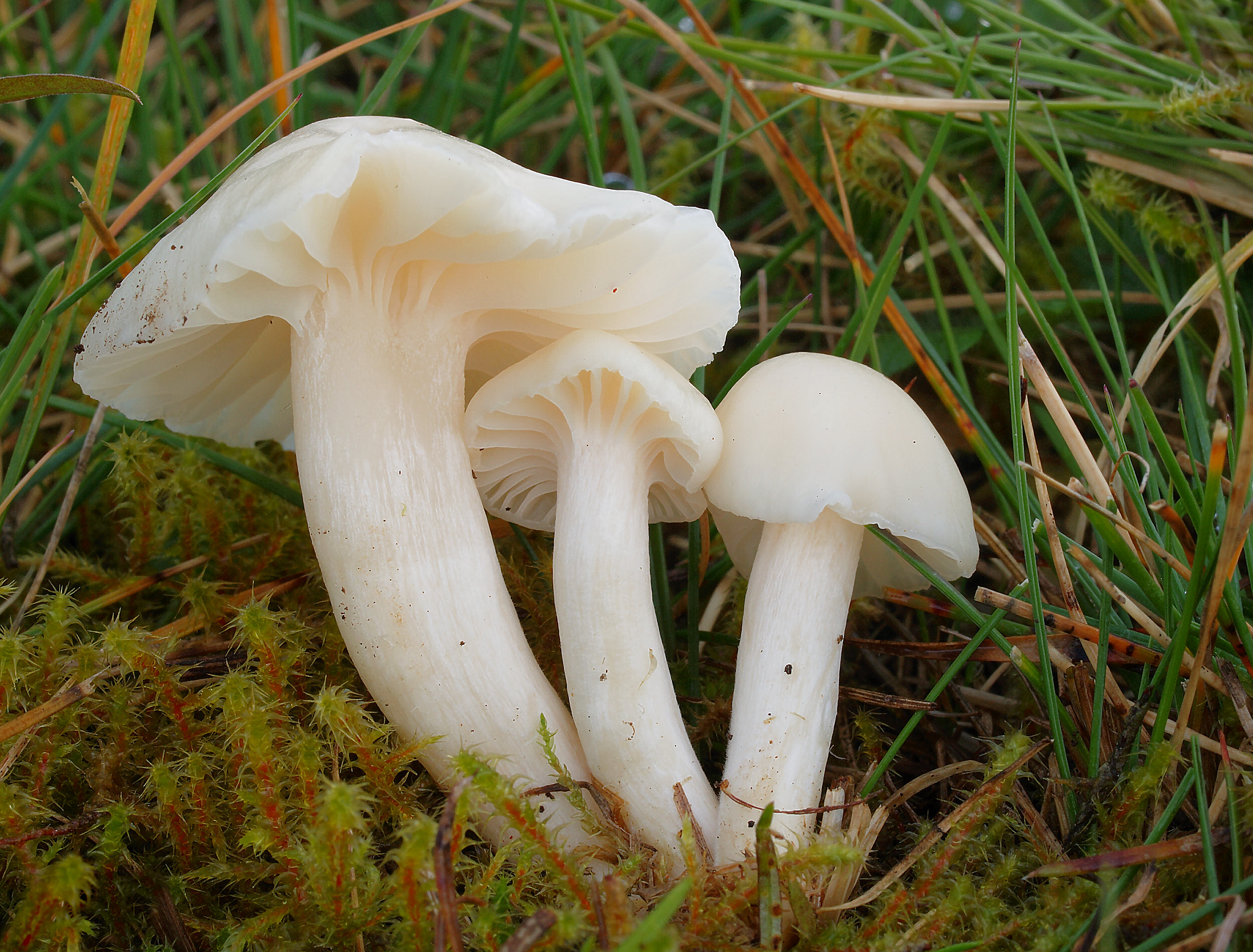 voskovka panenská (Cuphophyllus virgineus)