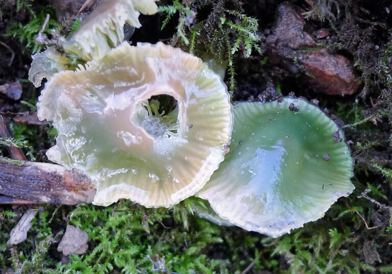 voskovka papouščí (Hygrocybe psittacina)