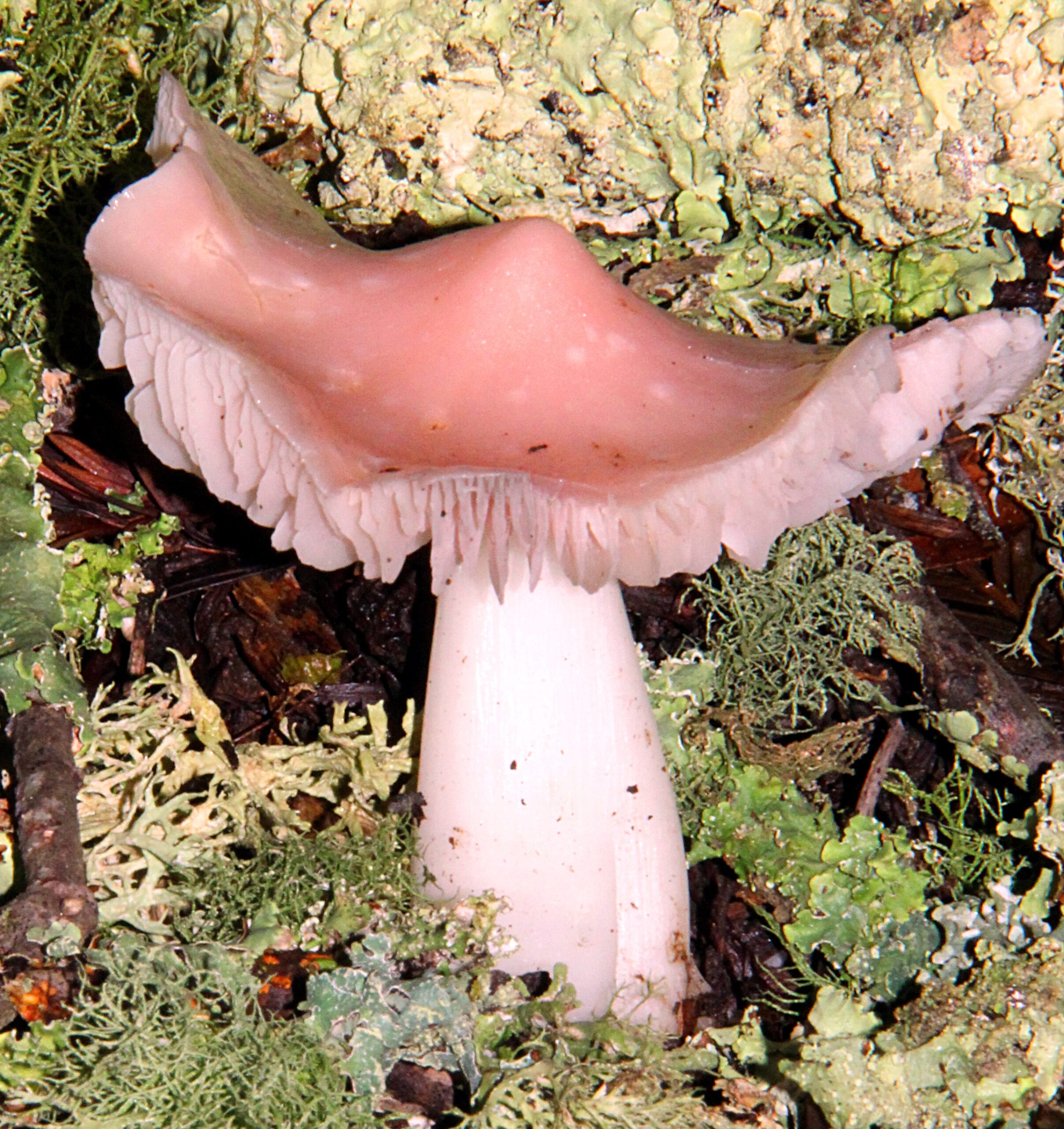 voskovka příjemná (Hygrocybe calyptriformis)