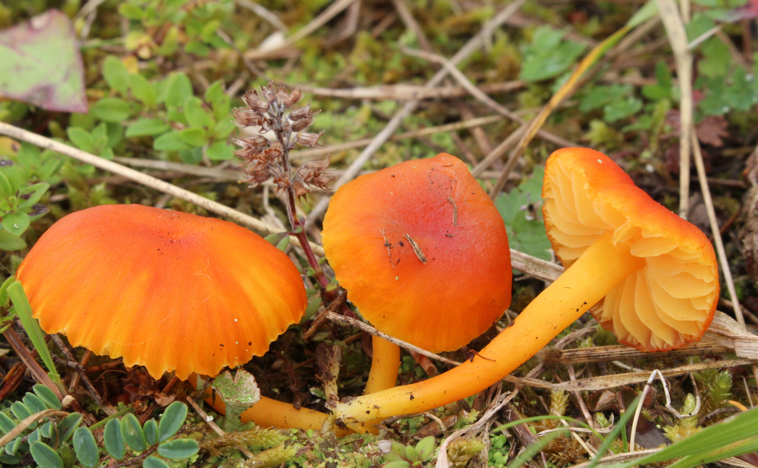 voskovka Reidova (Hygrocybe reidii)
