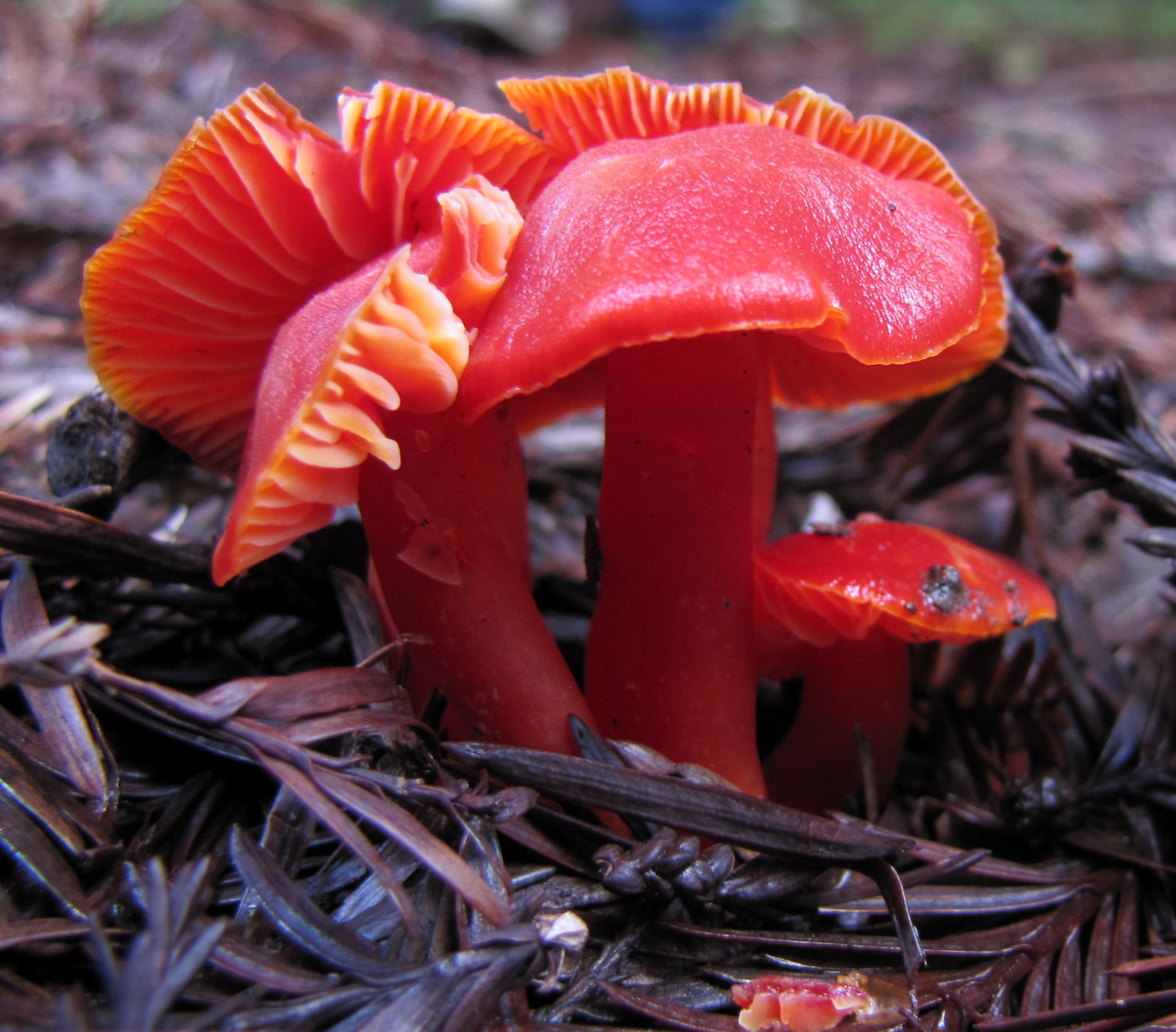 voskovka šarlatová (Hygrocybe coccinea)