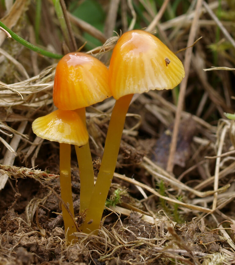 voskovka slizonohá (Hygrocybe glutinipes)