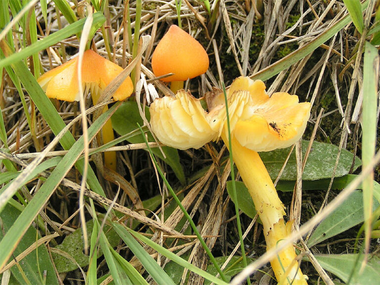 voskovka stálá (Hygrocybe acutoconica)