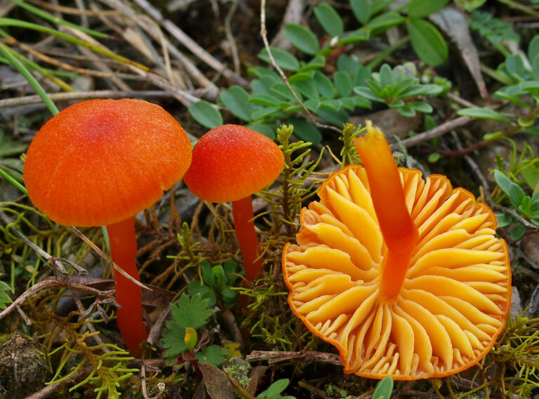 voskovka vápnomilná (Hygrocybe calciphila)