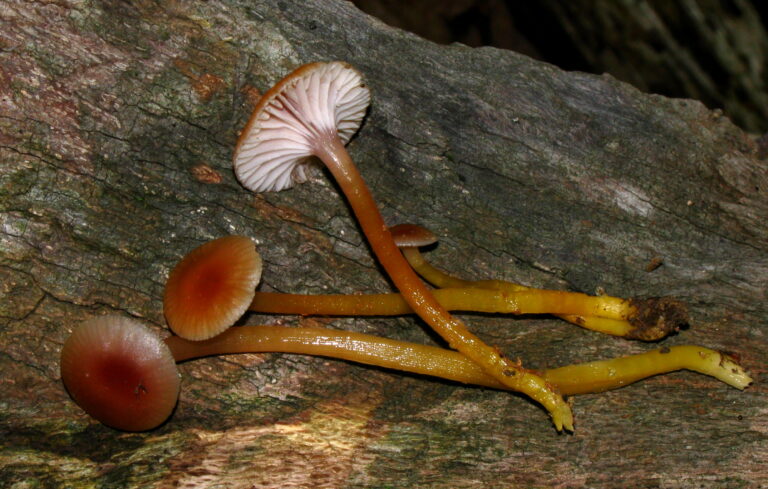 voskovka veselá voskovka veselá (Gliophorus laetus)