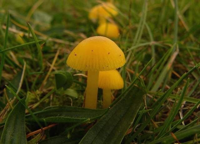 voskovka vosková (Hygrocybe ceracea)