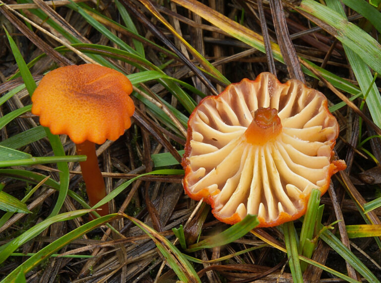voskovka vroubkovaná (Hygrocybe coccineocrenata)