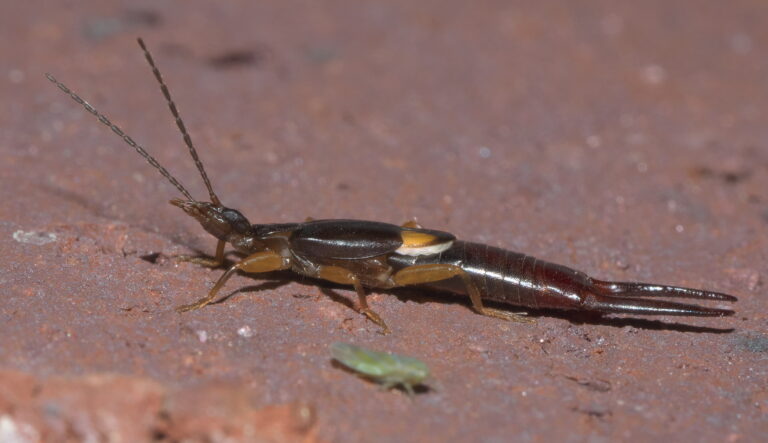 Vostox brunneipennis