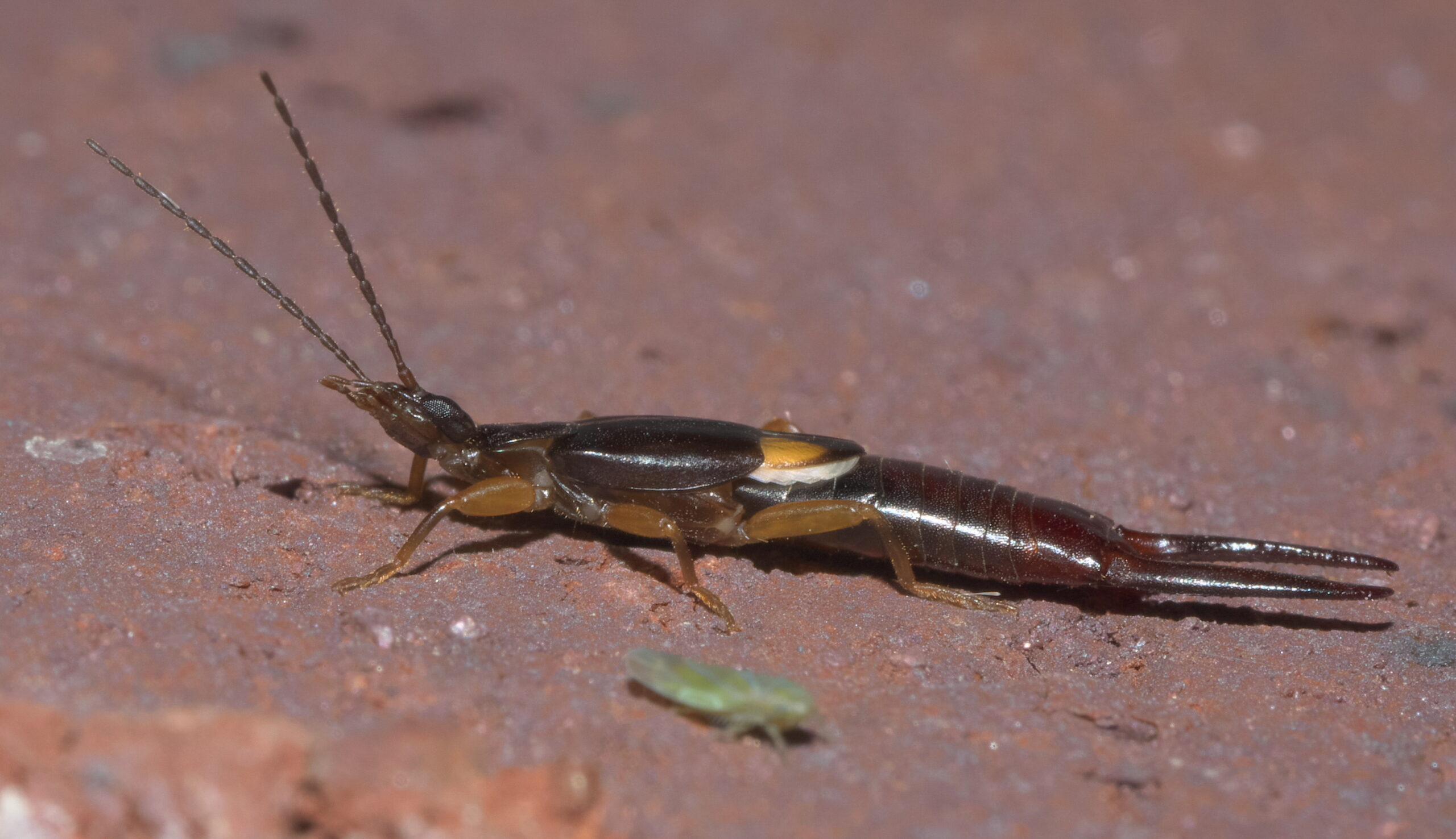 Vostox brunneipennis