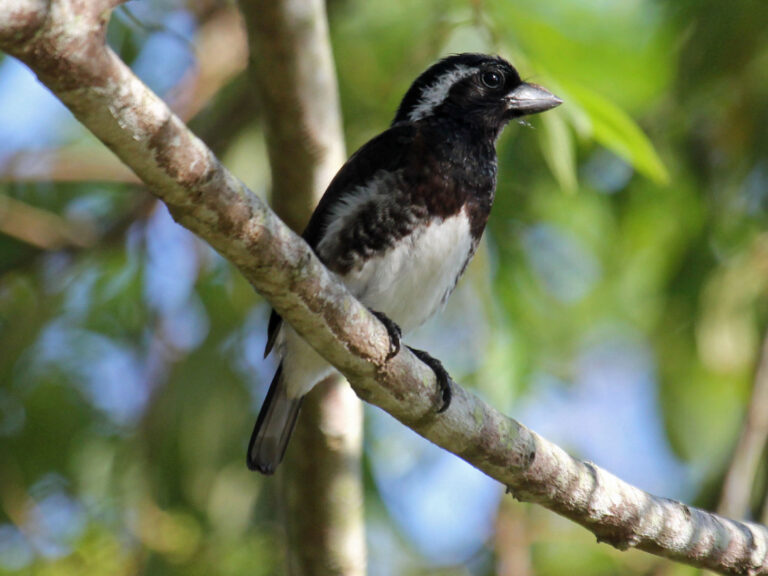 vousák bělouchý (Stactolaema leucotis)