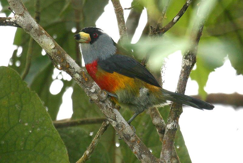 vousák tukaní (Semnornis ramphastinus)