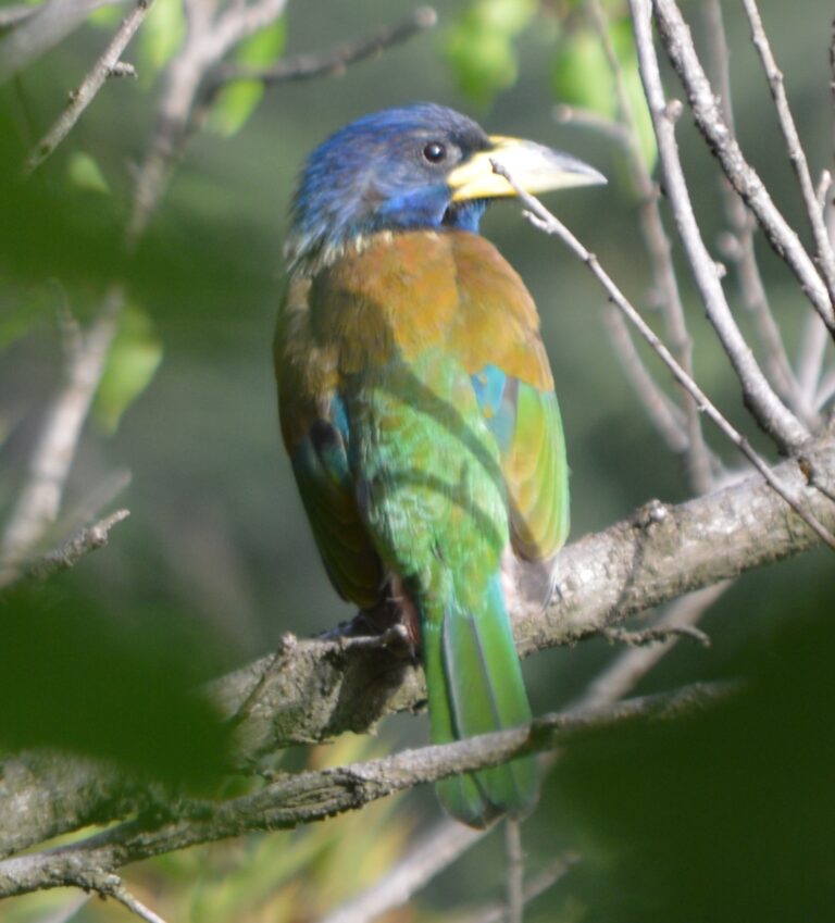 vousák velký (Psilopogon virens)