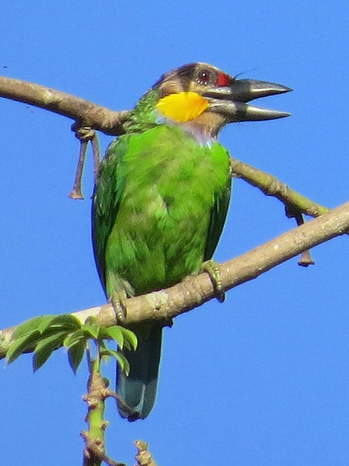 vousák zlatovousý (Psilopogon chrysopogon)