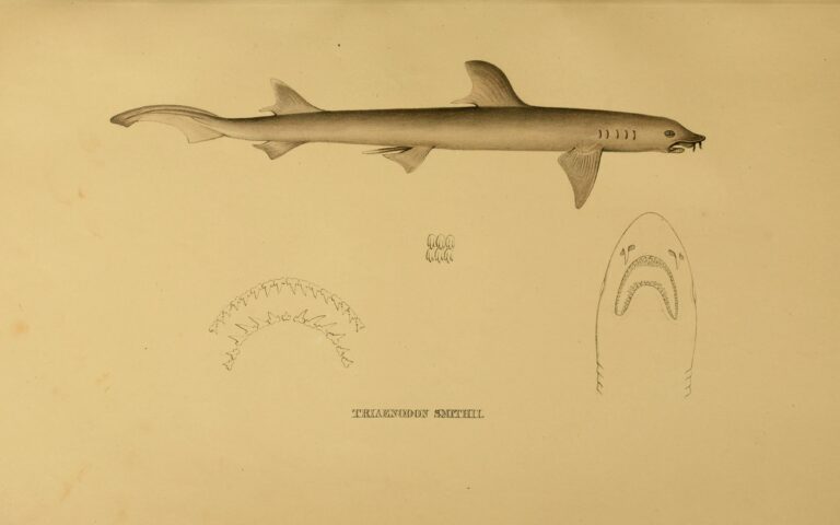 Vousatec Smithův (Leptocharias smithii)