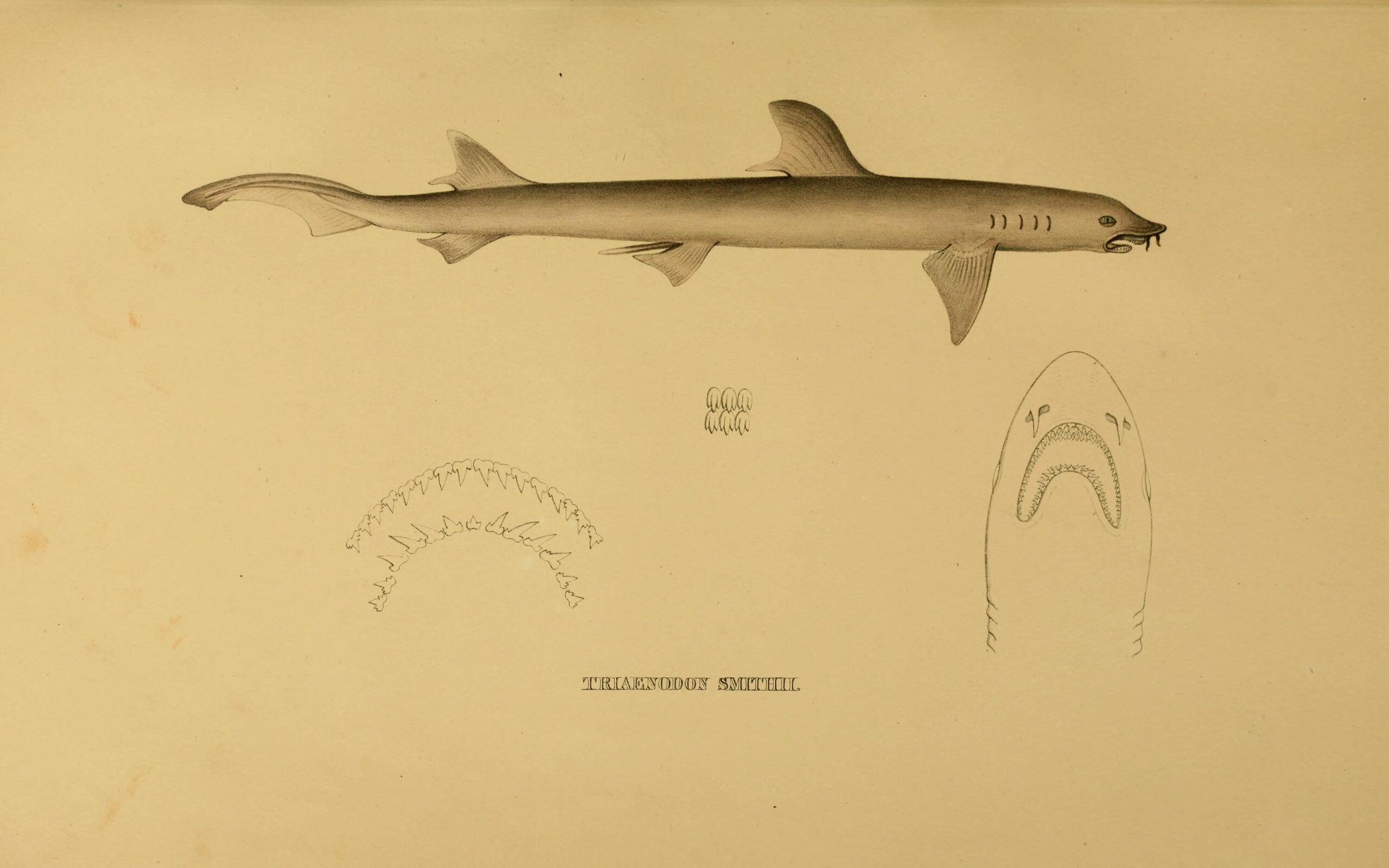 Vousatec Smithův (Leptocharias smithii)