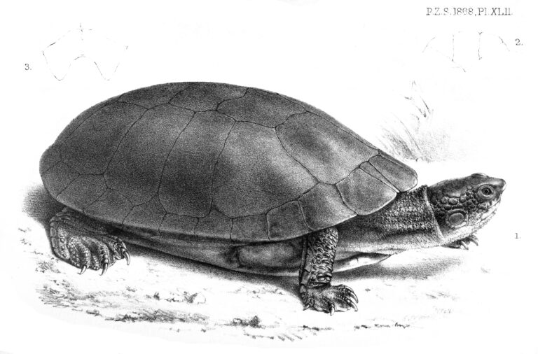 vousivka gibba (Mesoclemmys gibba)