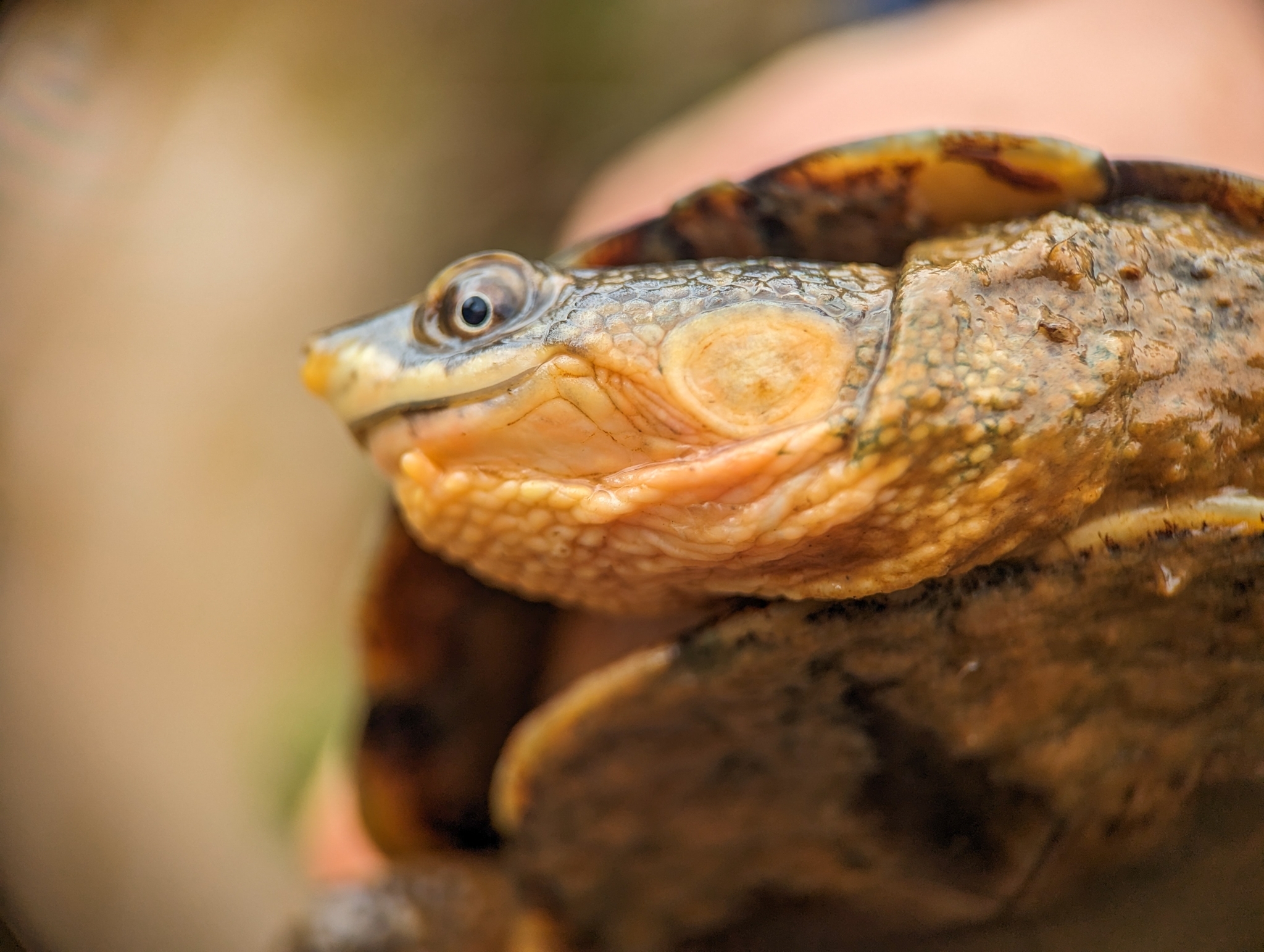 vousivka Vanderhaegeova (Mesoclemmys vanderhaegei)