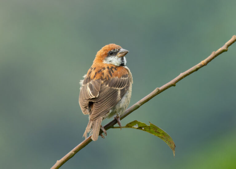 vrabec rezavý (Passer cinnamomeus)