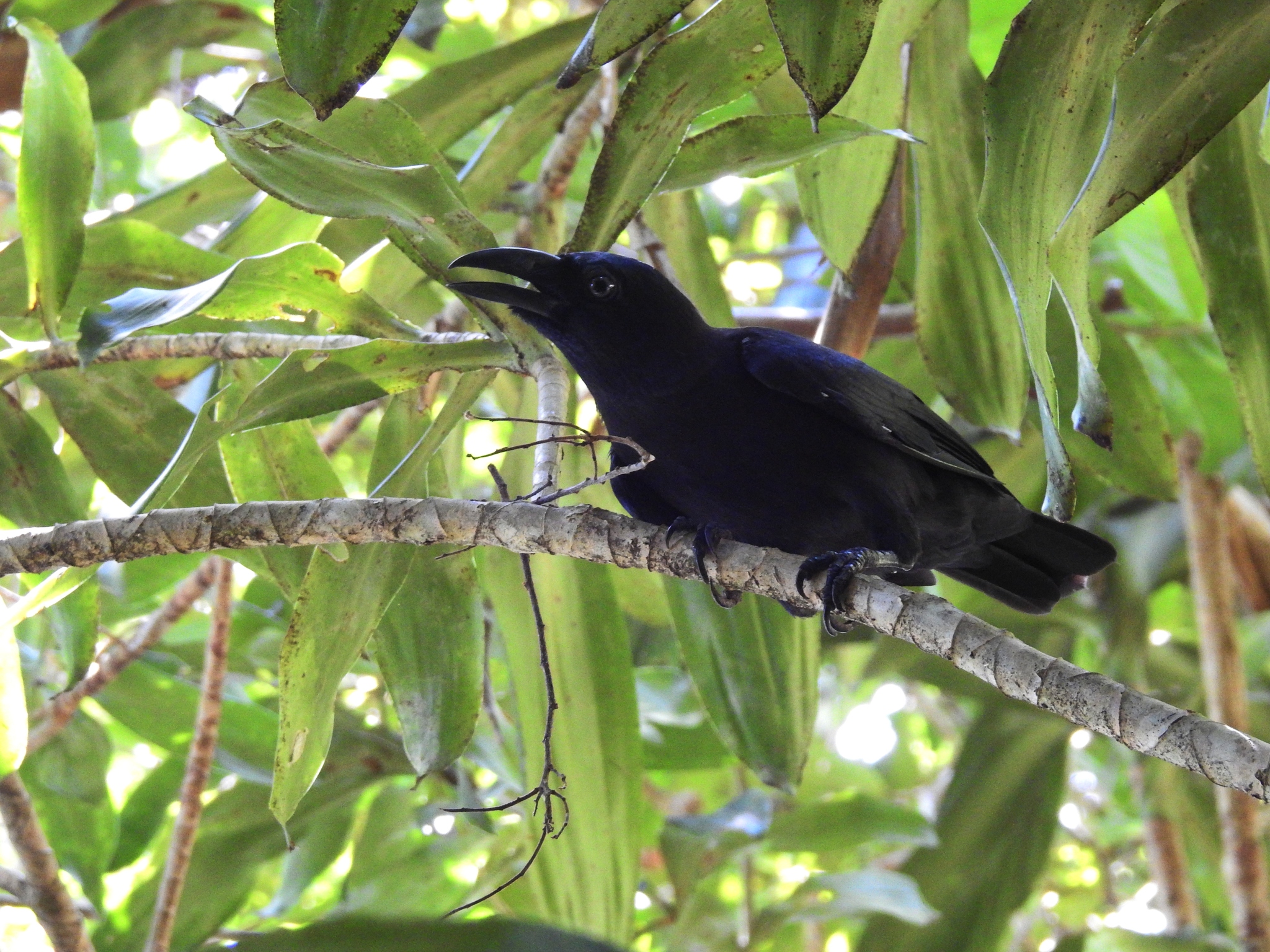 vrána jednobarvá (Corvus unicolor)