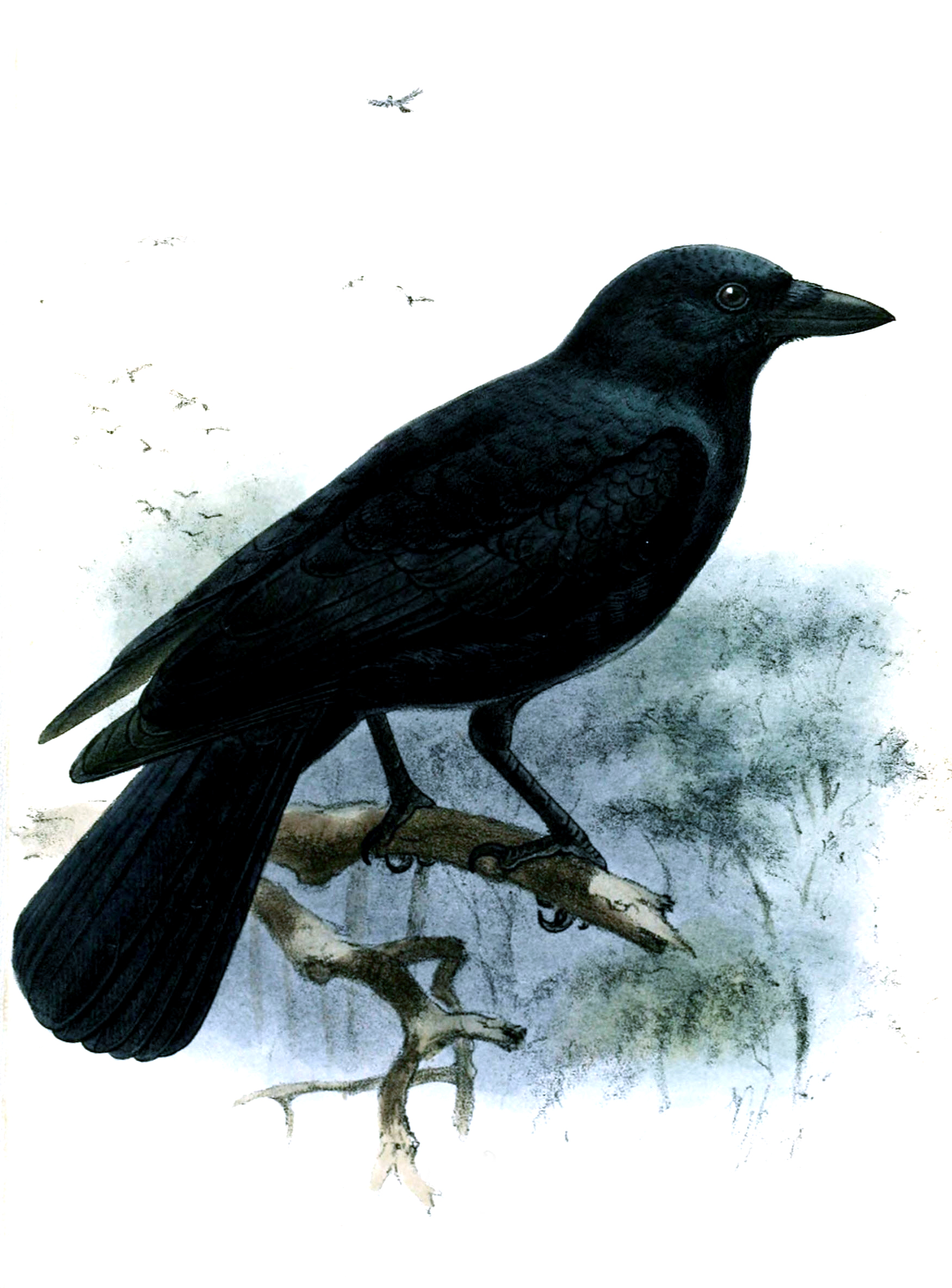 vrána novokaledonská (Corvus moneduloides)