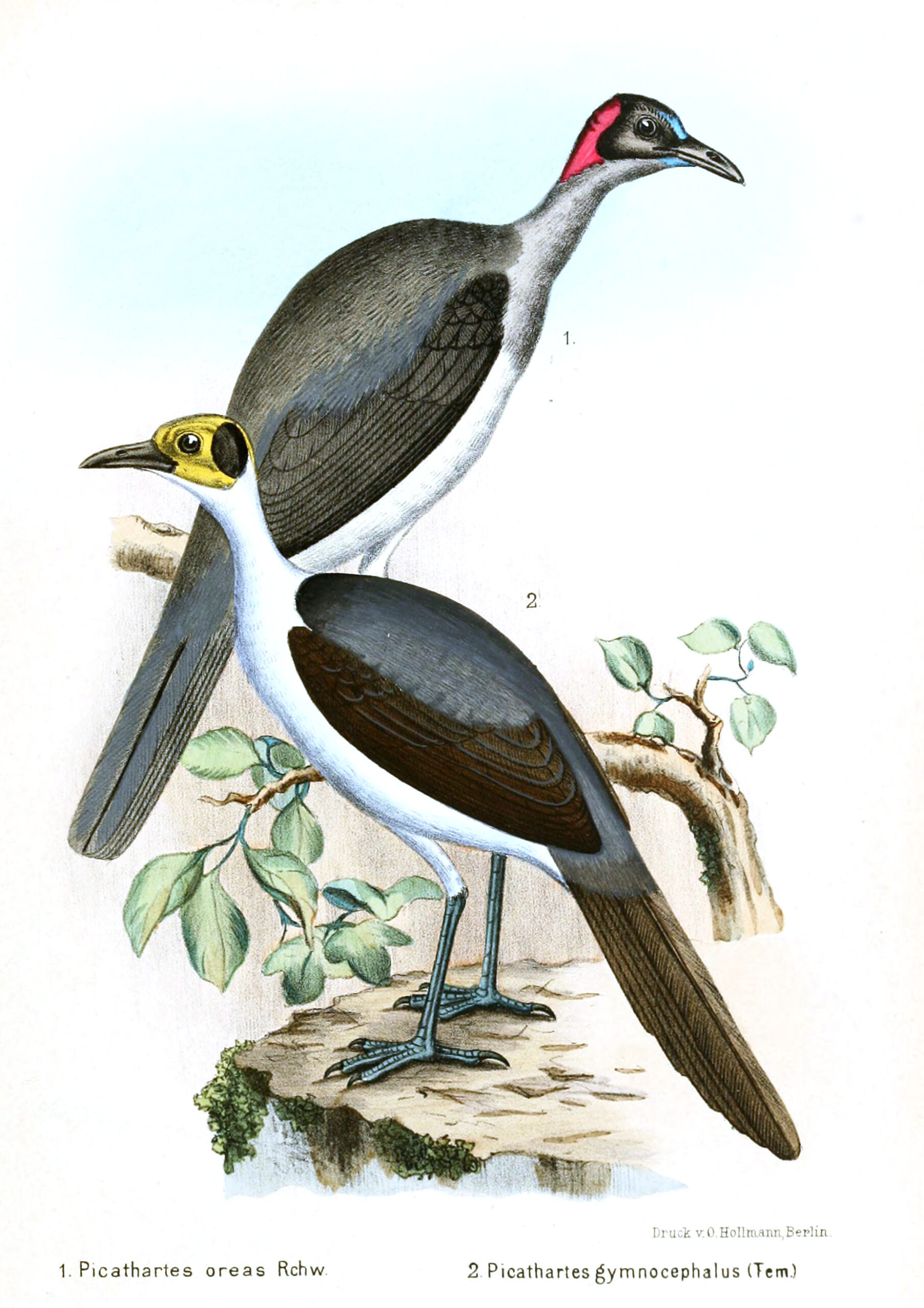 vranule šedokrká (Picathartes oreas)