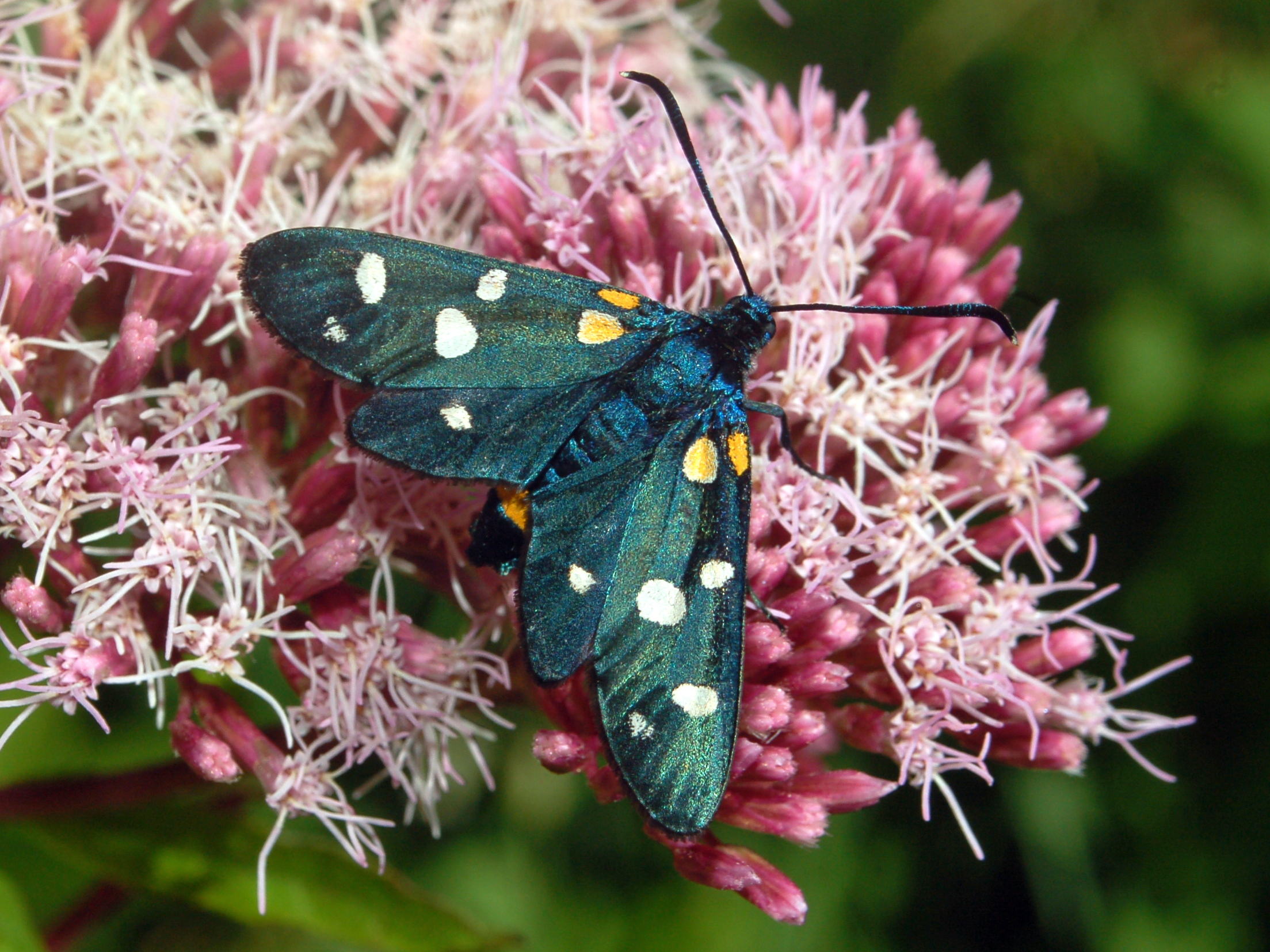 vřetenuška čičorková (Zygaena ephialtes)