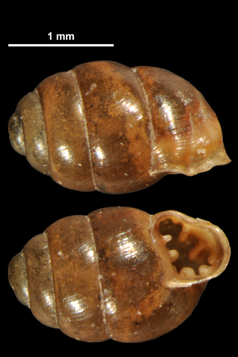 vrkoč mnohozubý vrkoč mnohozubý (Vertigo antivertigo)