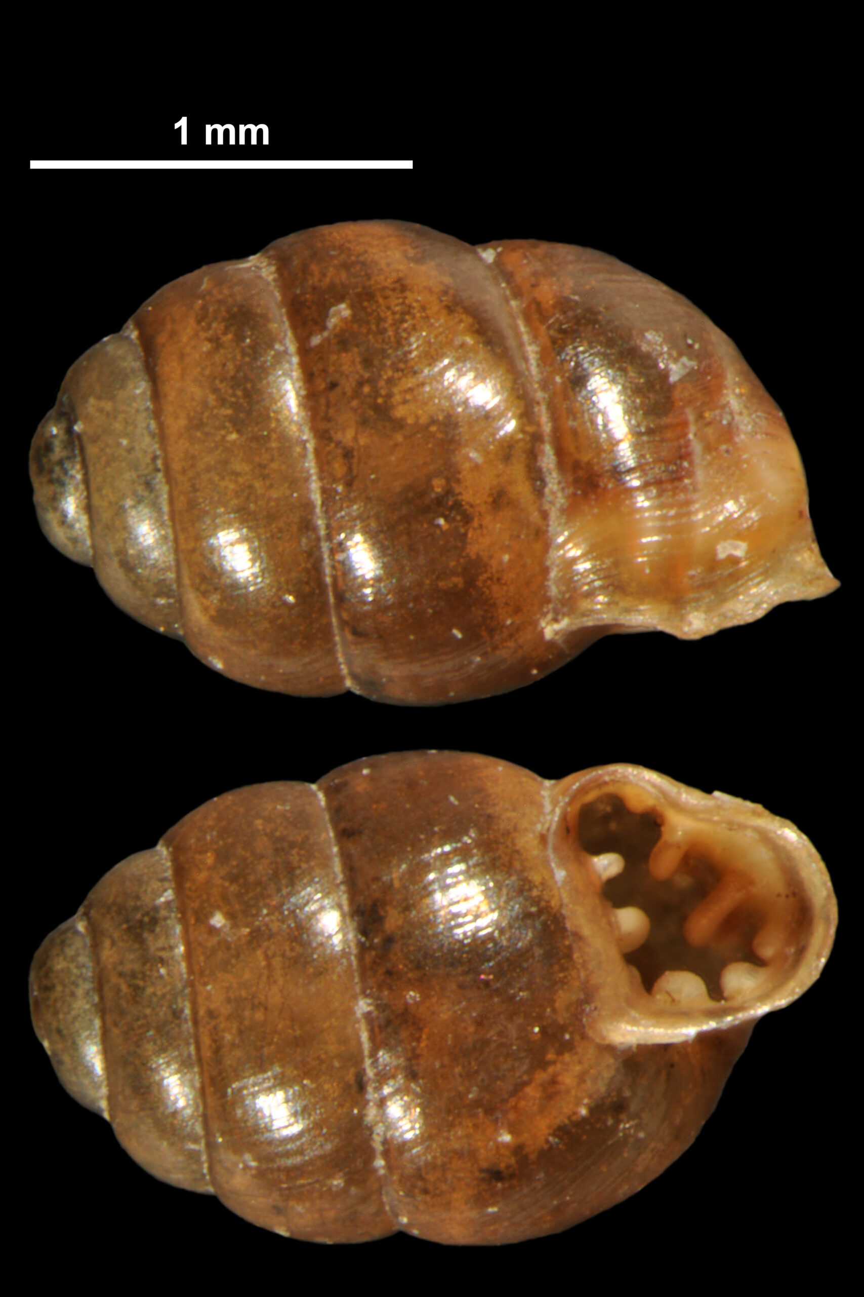 vrkoč mnohozubý (Vertigo antivertigo)