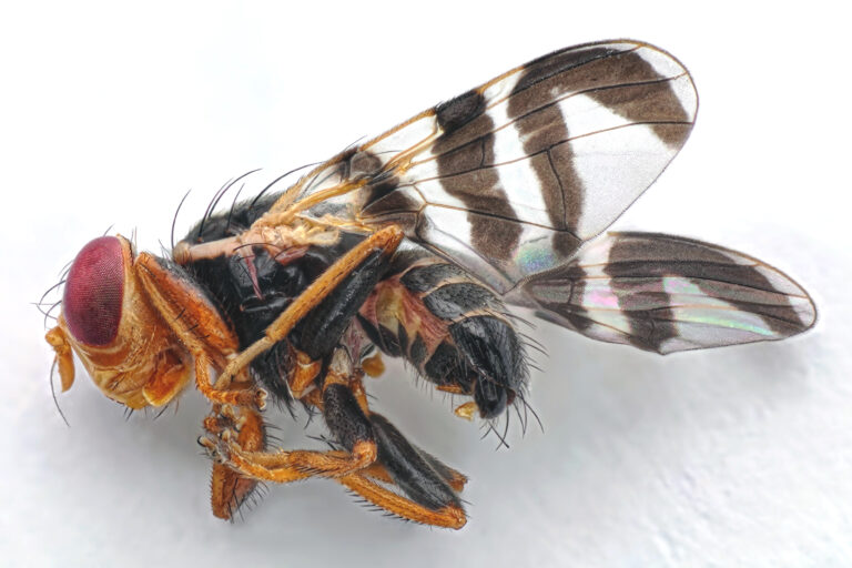 vrtule rakytníková (Rhagoletis batava)