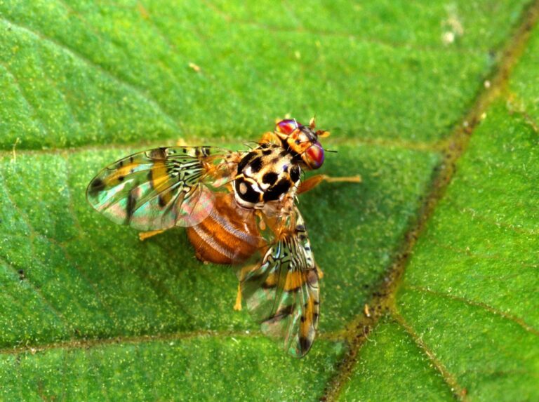 Vrtule velkohlavá (Ceratitis capitata)