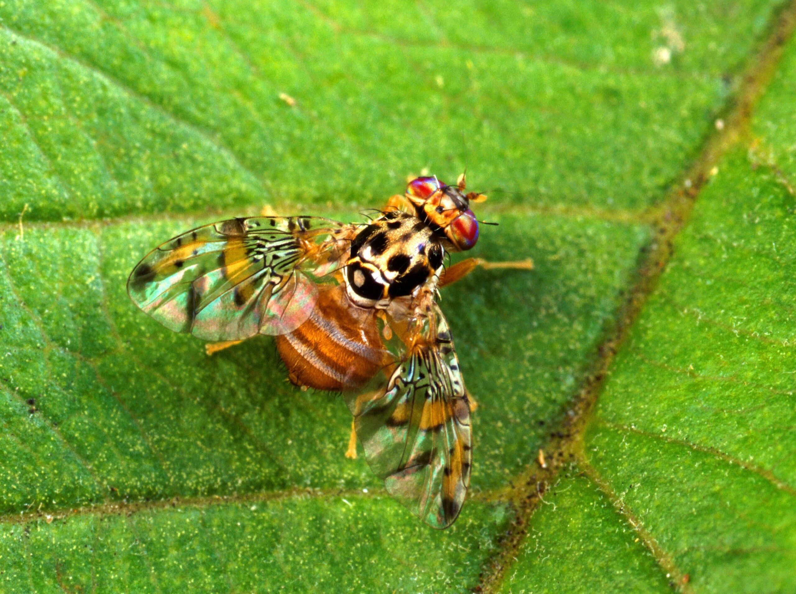 Vrtule velkohlavá (Ceratitis capitata)