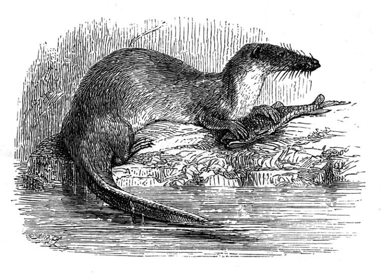 vydřík hbitý (Potamogale velox)