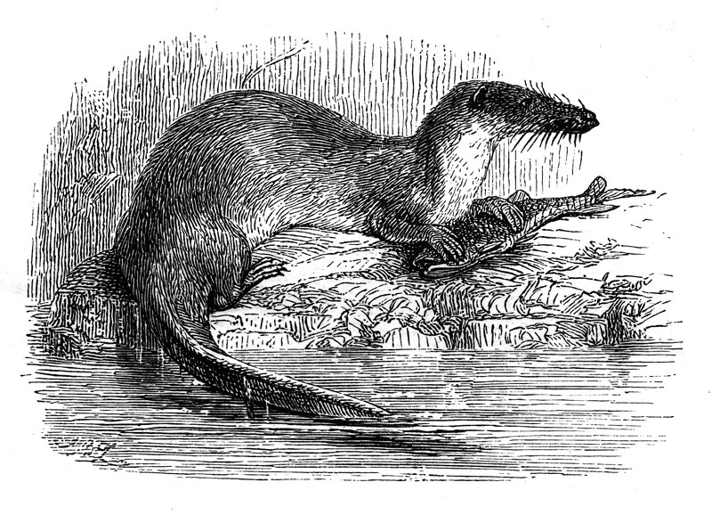 vydřík hbitý (Potamogale velox)
