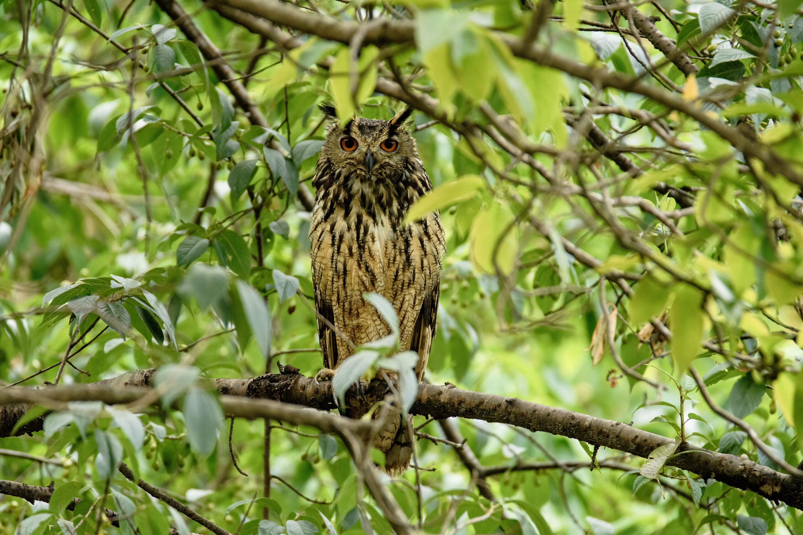 výr bengálský (Bubo bengalensis)