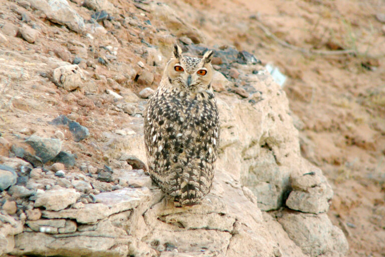 výr bledý (Bubo ascalaphus)