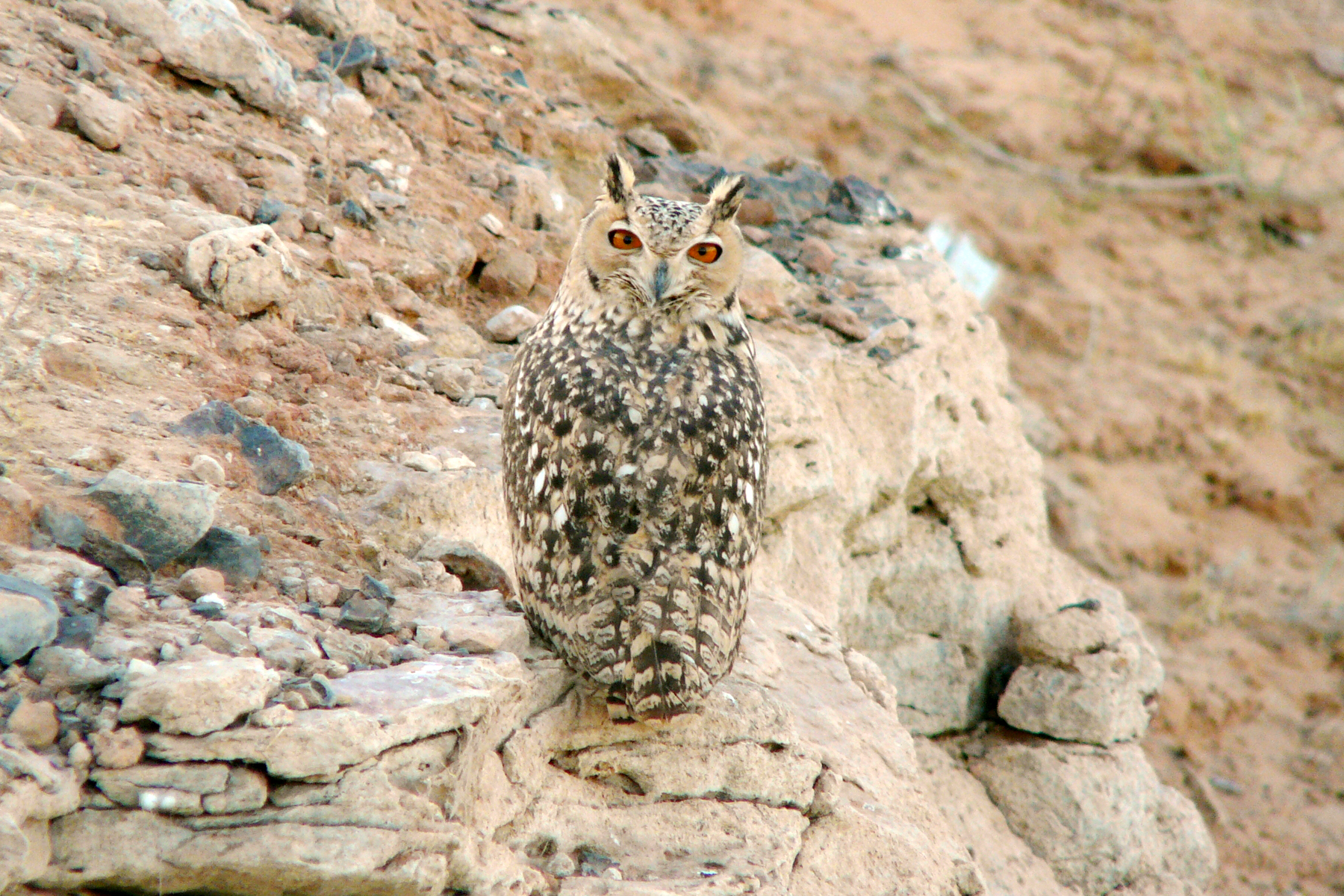 výr bledý (Bubo ascalaphus)