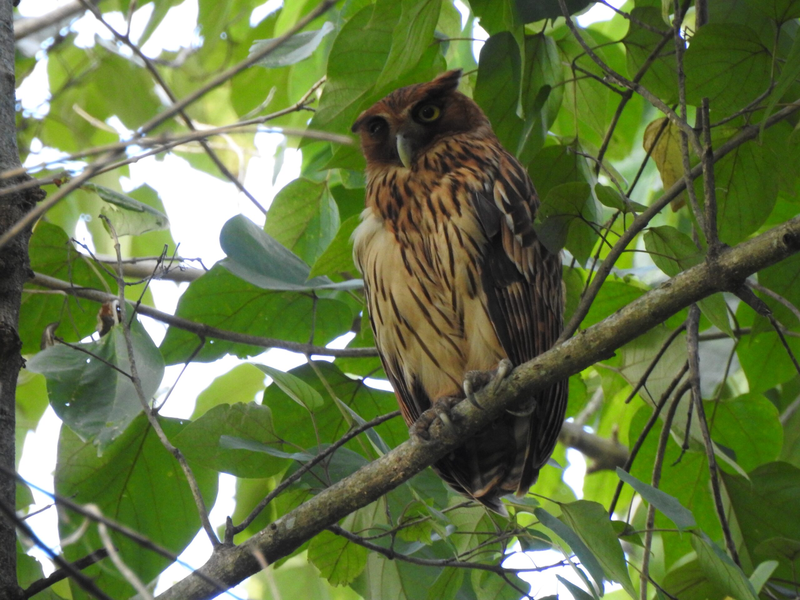 výr filipínský (Bubo philippensis)