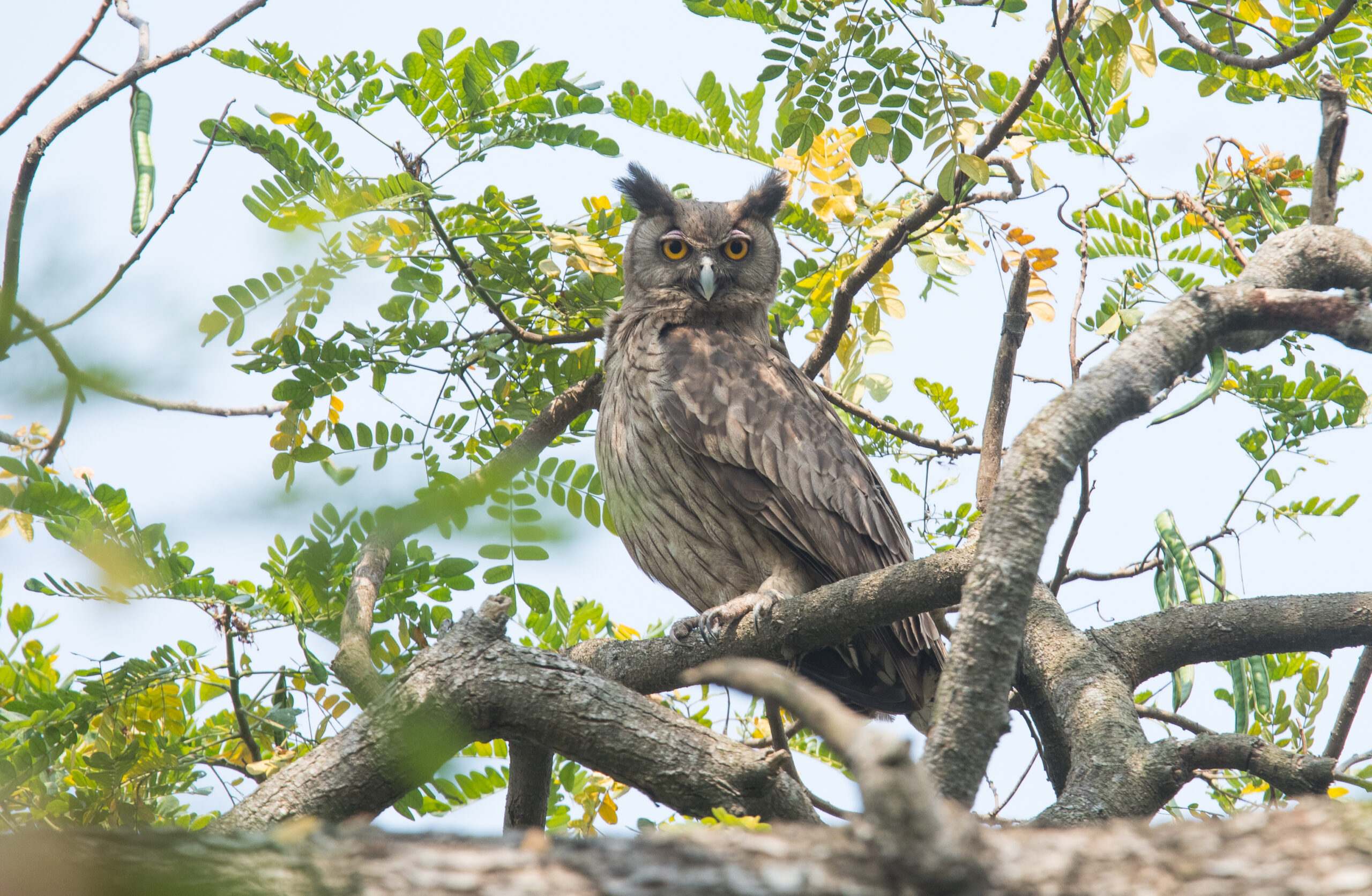 výr koromandelský (Bubo coromandus)