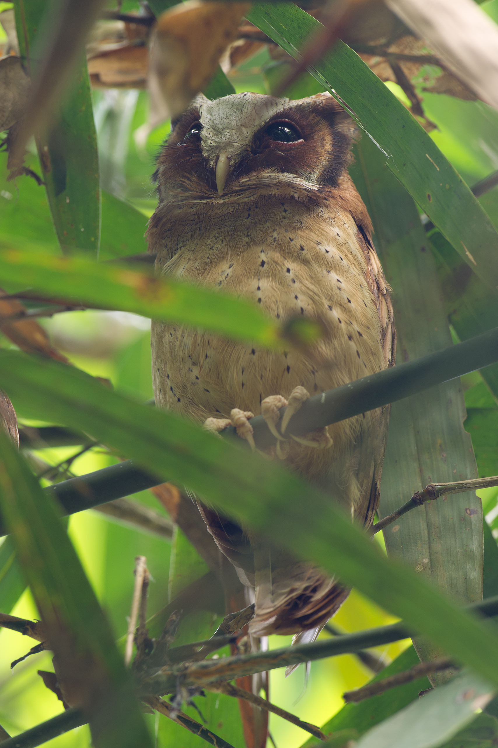 výreček běločelý (Otus sagittatus)