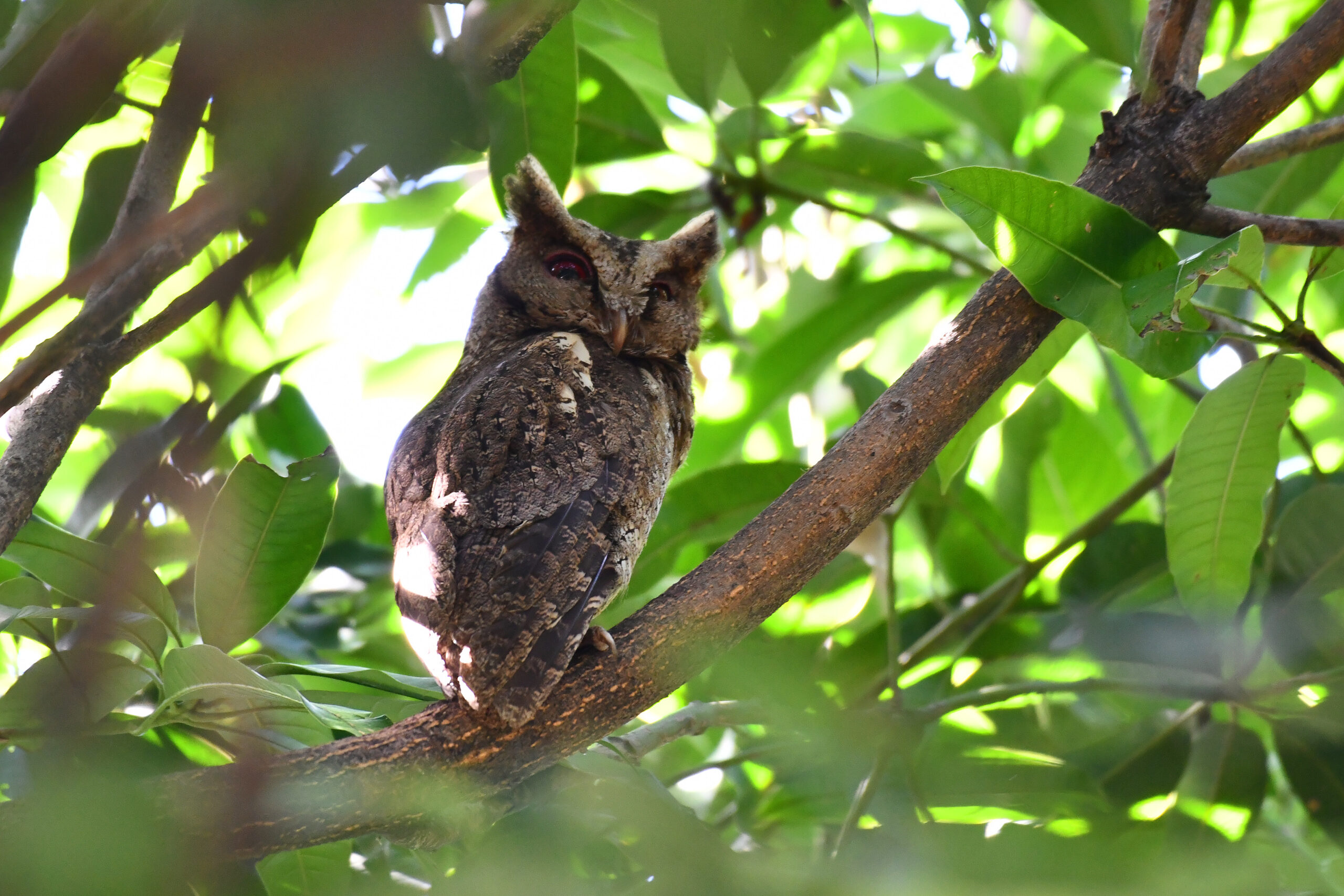 výreček filipínský (Otus megalotis)