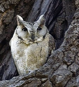výreček indický (Otus bakkamoena)