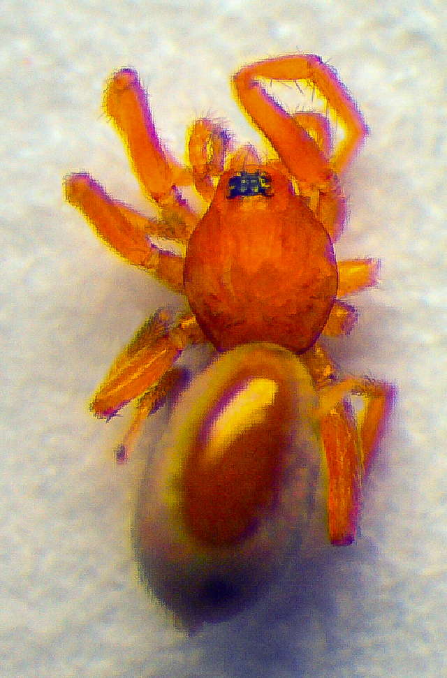 Vzokan americký (Triaeris stenaspis)