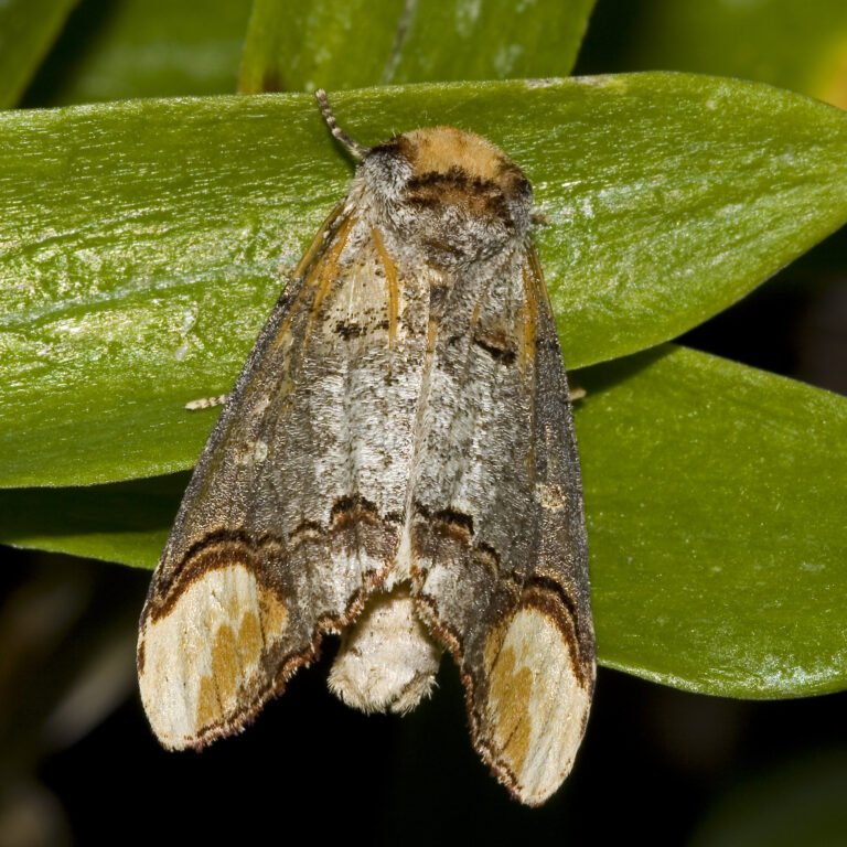 vztyčnořitka lipová (Phalera bucephala)