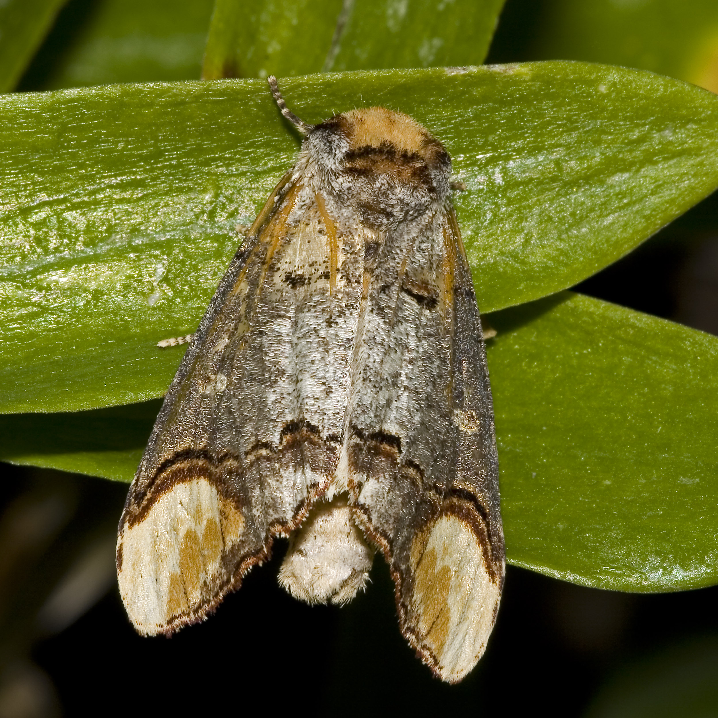vztyčnořitka lipová (Phalera bucephala)