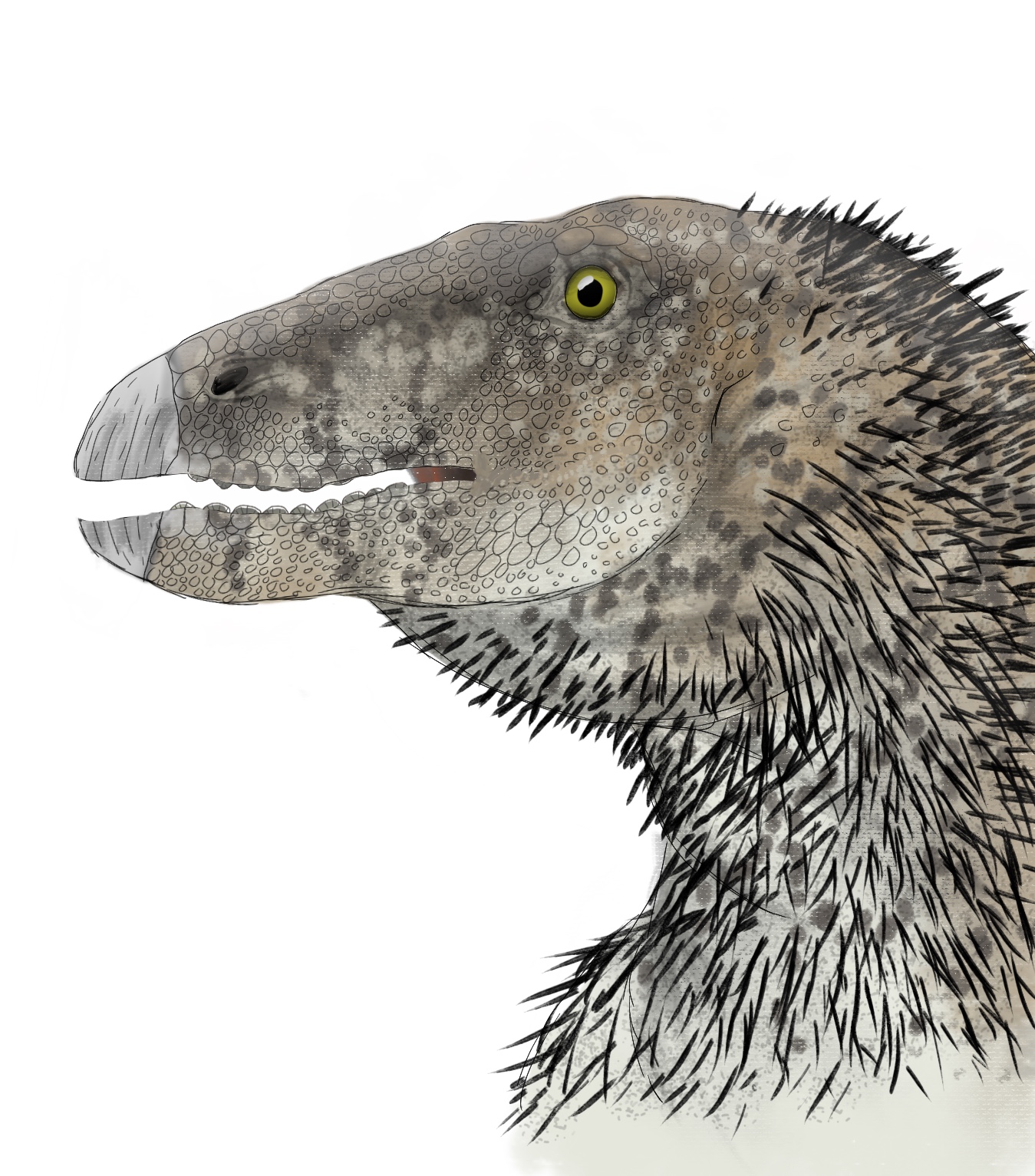 Weewarrasaurus